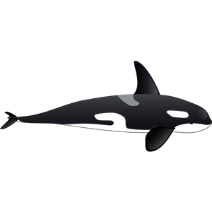 Whale PNG-19249